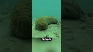 Почему жемчужная рыба прячется внутри морского огурца