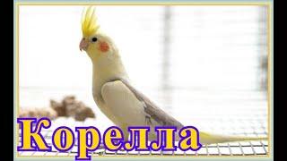 #SingingCockatiel #CockatielSound #MyCockatiel #MaleCockatiel #CockatielVLOG #Корелла #ПениеКорелла