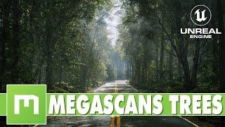 Quixel MegaScans Trees Are Awesome!!!  ... And Free!