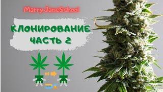 Клонирование (часть 2)