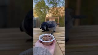 Cautious Breakfast