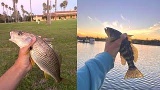 Shallow Water Bite! Bay Bass & Croaker ||| San Diego Bay