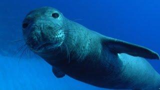 Nature: Monk seals in Hawaii