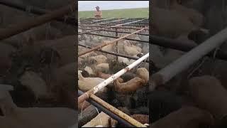 Лучшая кубка овец)