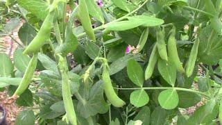 How To Grow Peas In Containers - Step By Step From Planting To Harvest