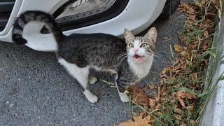 A hungry male cat came to me meowing and asked for food.