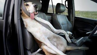 When You Need a Gentle Great Dane But Get a Total Goofball  Funny Dog Videos 2025
