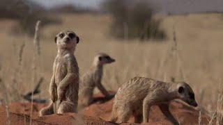 Meerkat families will fight to protect their burrow