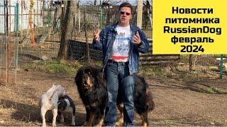 Февраль 2024 года - Новости питомника собак РашенДог (RussianDog)