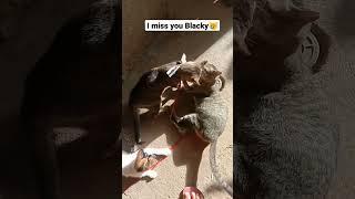 You're memories with us will never fade anymore #cats #cutecat #funny #tiktok #shorts