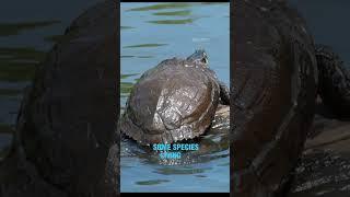 explanation about turtles is good for knowledge!!!