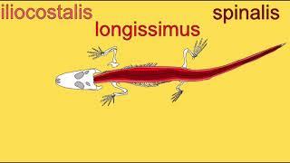 epaxial muscles in vertebrates