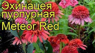 Эхинацея пурпурная Красный метеор. Краткий обзор, описание echinacea purpurea Meteor Red