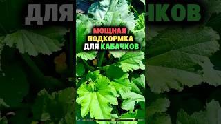 Мощная подкормка для кабачков #дача #огород #секреты #сад #урожай #кабачки