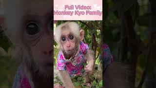 Kyo the monkey's clever handling when encountering #babymonkey #kyo #animals