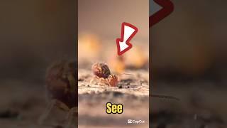 Jumping Tiny Insect! #shorts #animals #thebugbusterman