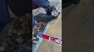 Чистка песка совком от мусора и денег