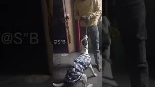 SIMMI the Pitbull  #shorts #pitbullpower #viralvideo #videos