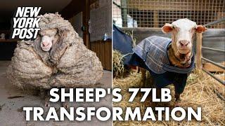 ‘He could barely see’: Sheep saved from 77 pounds of matted fleece | New York Post