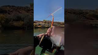 Idaho Sharks from a Kayak! #kayakfishing #fishing #bigfish #nativewatercraft #fish  #sturgeon #fun
