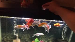 Koi vs Goldfish Aquarium