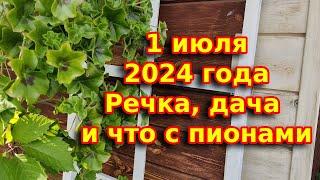 1 июля 2024 года,Берег бабочек, дача и курчавость пионов- вирус или вредитель?