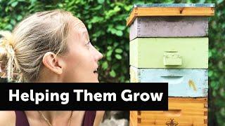 Help Your BEEHIVE GROW!  |  Beekeeping Tips