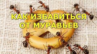 Как избавиться от муравьев дома, в квартире, на даче