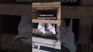 domba garut khusus penggemukan murah