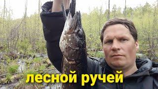 Щука в старом теку. Жерлица - рогатка. Дедовские снасти ловят.