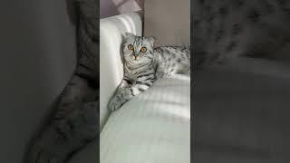 Melisa️#cat #shortvideo #shorts #catlover #красиваякошка #cute