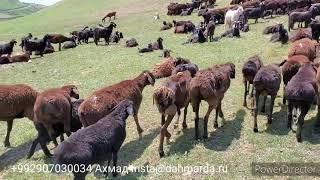 Гиссарские овцы и аборигенные САО Таджикистана саги дахмарда Абдурозика и Ахмада из селения Сугдиён