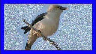 Miná Alinegro Cantando - Black-winged Starling Singing - Jalak putih - Acridotheres Melanopterus