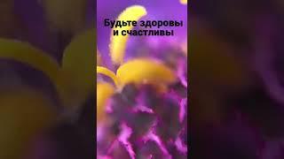 Будьте здоровы и счастливы. Музыкальная открытка