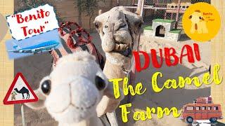 Benito Tour: Dubai Camel Farm