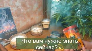 ️Что мне нужно знать прямо сейчас? Таро