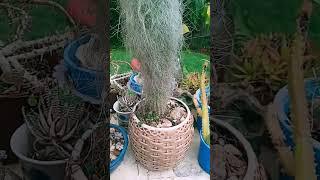 CREEPY CACTUS