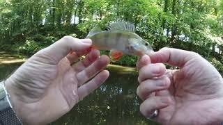 Ultralight BFS Fishing UK Canals - Perch & Pike