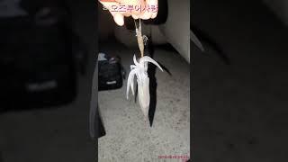 통영 오즈의 호레기 낚시 도전! 찐 꿀팁 대방출#통영낚시 #화살촉낚시 #오즈낚시 #통영화살촉낚시 #낚시꿀팁 #생활낚시 #여름낚시 #낚시유튜버 #통영바다 #오즈피싱