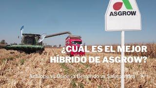 Evaluando híbridos de Asgrow en el bajío. Esperamos por lo menos 16 ton/ha.