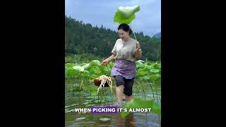 these folks make up to $1,000 a day just by harvesting lotus shoots  #delicous #facts #streetfood