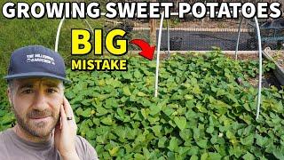 Don't Make This BIG Mistake When Growing Sweet Potatoes!