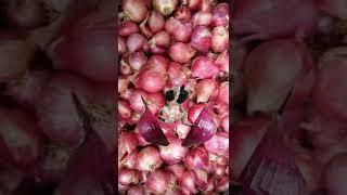 Red onion split cut and a funny Cat sitting in weird position #capcut #funnycats #cuteanimals #cat