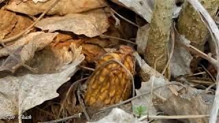 Зморшкові шапочки - перші весняні гриби / Early morel mushrooms