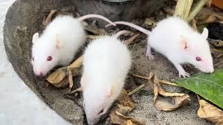 White mouse, creative video, funny video, baby special video Why RATS are the BEST PETS in the world