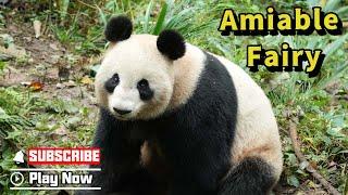 【Life Of Returnee Pandas】Episode 9 The Amiable Fairy - Xiannu | iPanda