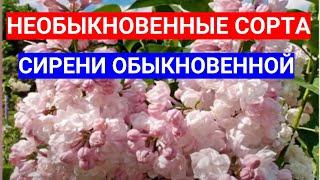 КРАСИВЕЙШИЕ СОРТА СИРЕНИ - ОТ КЛАССИКИ ДО ЭКЗОТИКИ В ОДНОЙ ПОСЫЛКЕ. ОБЗОР ЛУЧШИХ СОРТОВ СИРЕНИ