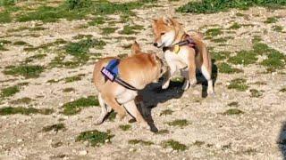 Raya went into hunting mode and things were about to escalate very quickly 
