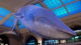 What Color Is a Blue Whale?