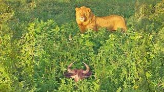 Lion Walks into a Sleeping Wildebeest…